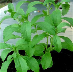 beautiful stevia plant