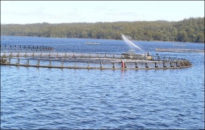 salmon farming by mrpbps