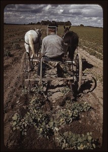 library of congress - turning up pinto beans