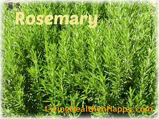 rosemary_opt (1)