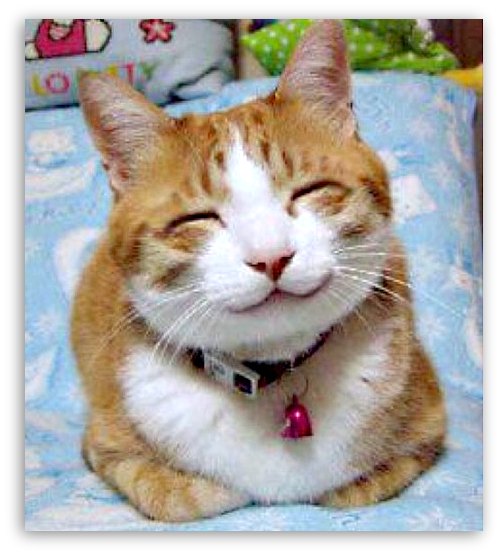 happy smiling cat